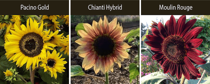 pacino gold sunflower chianti hybrid sunflower moulin rouge sunflower varieties